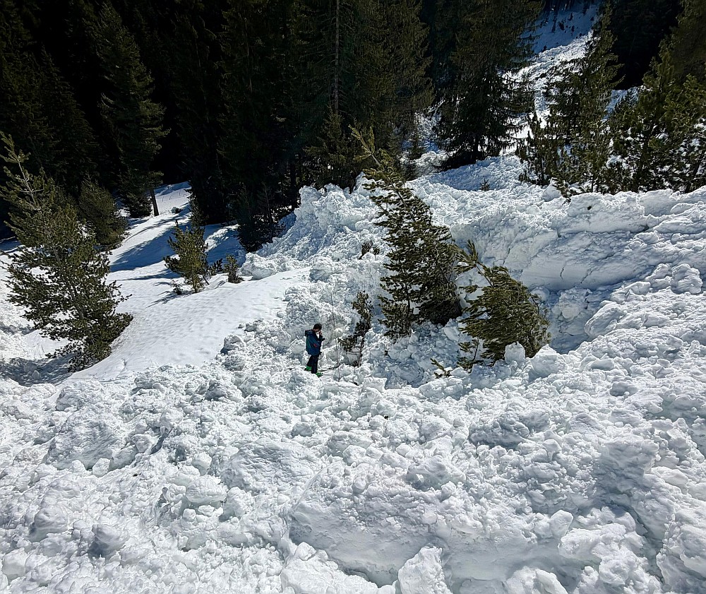 aval_cycle_03_04_26_Deposit_2_Forest_avalanches