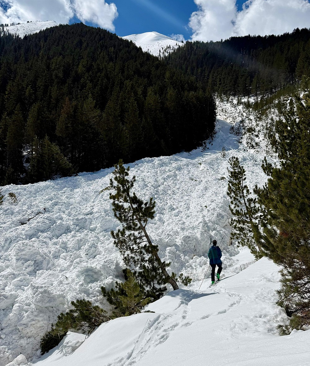 aval_cycle_03_04_26_Deposit_3_Forest_avalanches
