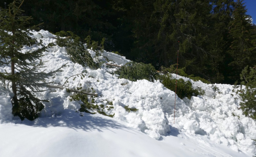 aval_cycle_03_04_26_Deposit_4_Forest_avalanches